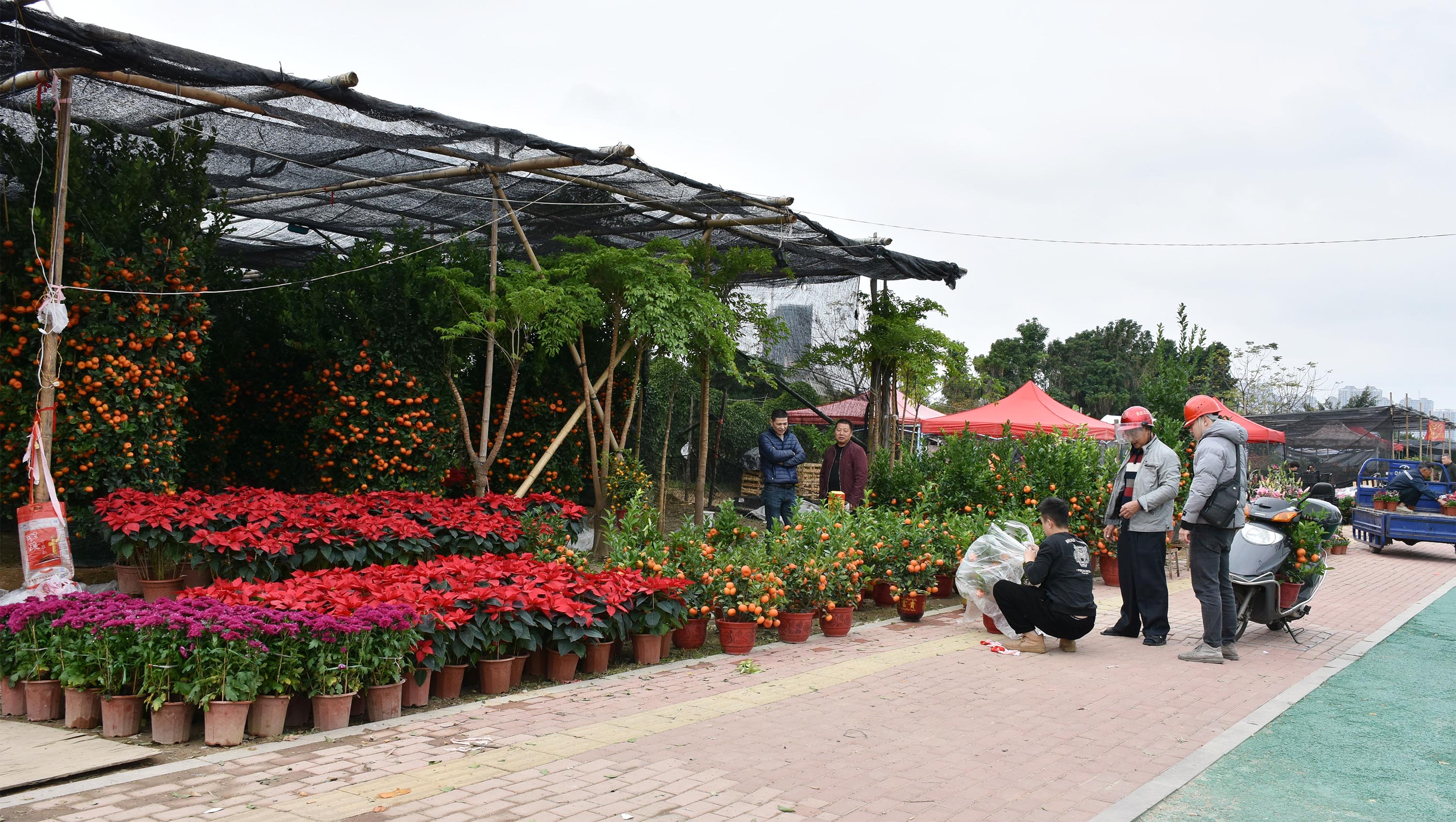 昆明斗南花卉市场：云南省最大、最繁华的花卉交易中心_环游世界小百科
