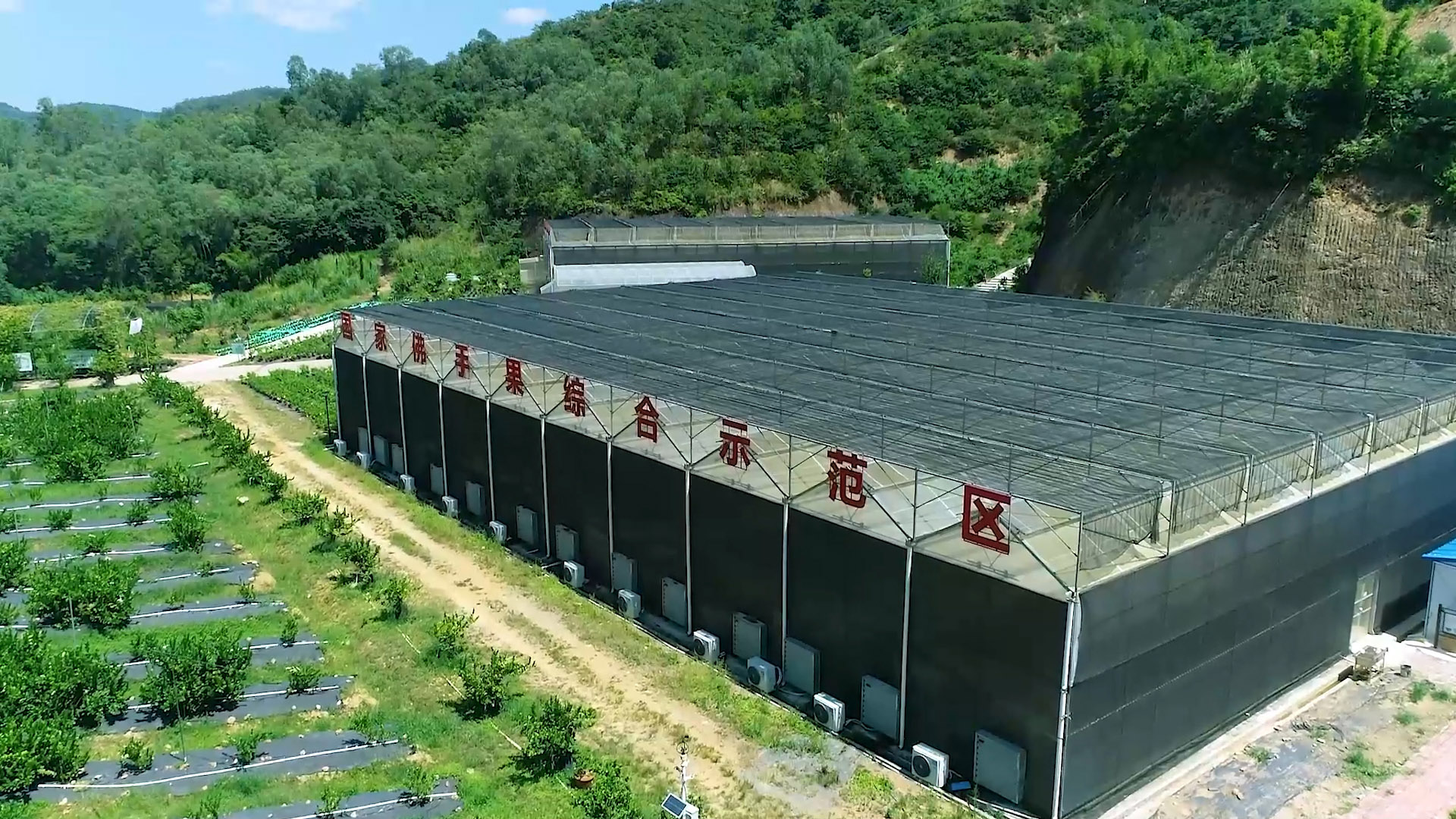 佛手.JPG