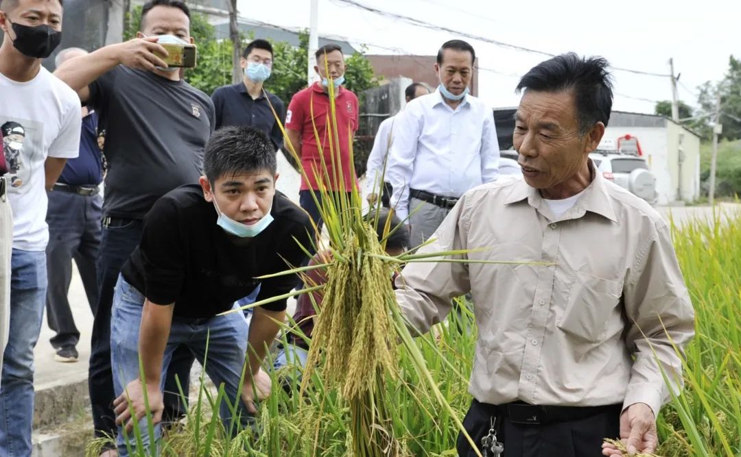 “湘桥老农”谢受益在现场教学点镇农科站讲解水稻种植技术.jpg