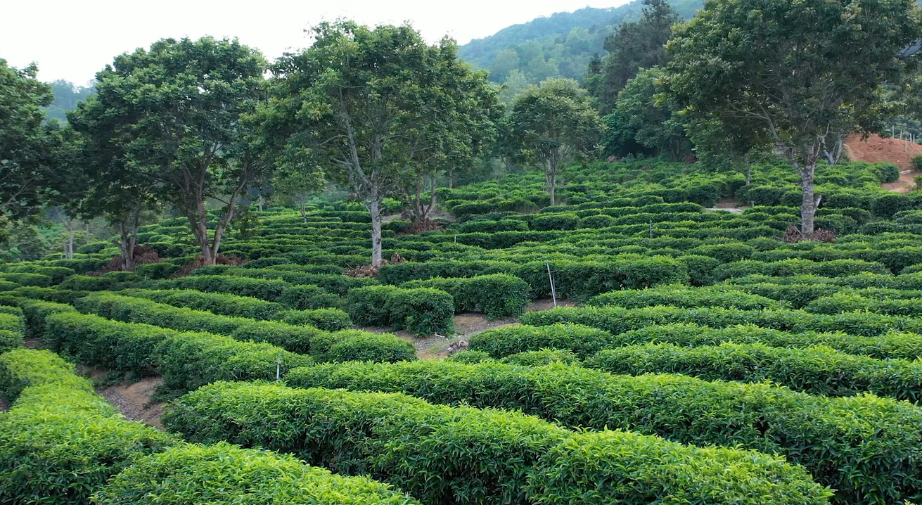 茶.jpg